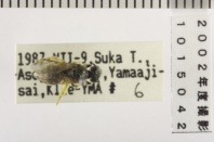 昆虫類