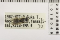 昆虫類