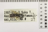 昆虫類