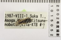 昆虫類