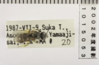 昆虫類