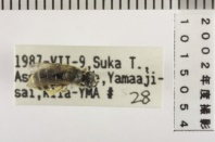 昆虫類