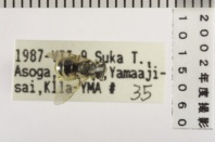 昆虫類
