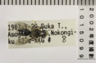 昆虫類