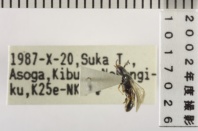 昆虫類