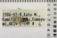 昆虫類