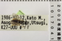 昆虫類