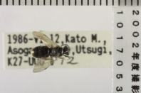 昆虫類