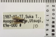 昆虫類