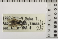 昆虫類