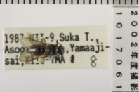 昆虫類