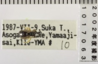 昆虫類