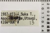 昆虫類
