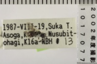 昆虫類