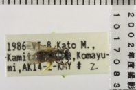 昆虫類