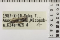 昆虫類