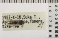 昆虫類