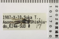 昆虫類