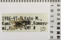 昆虫類