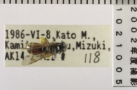昆虫類
