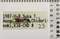昆虫類