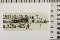 昆虫類