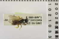 昆虫類