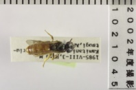 昆虫類