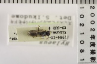 昆虫類