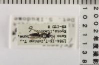 昆虫類