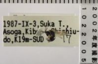 昆虫類