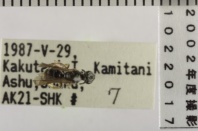 昆虫類