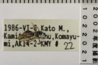 昆虫類
