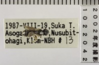昆虫類