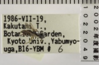 昆虫類