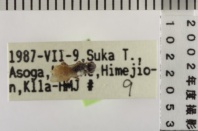 昆虫類