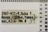 昆虫類
