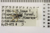 昆虫類