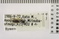昆虫類