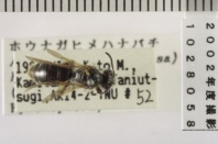 昆虫類