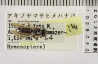 昆虫類