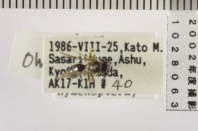 昆虫類