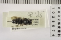 昆虫類