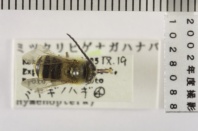 昆虫類