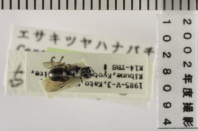 昆虫類