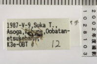 昆虫類