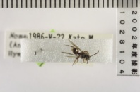 昆虫類