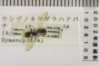 昆虫類
