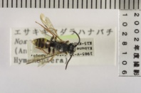 昆虫類
