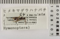 昆虫類